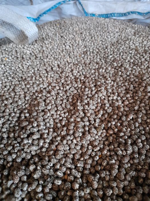 Łubin wąskolistny gorzki