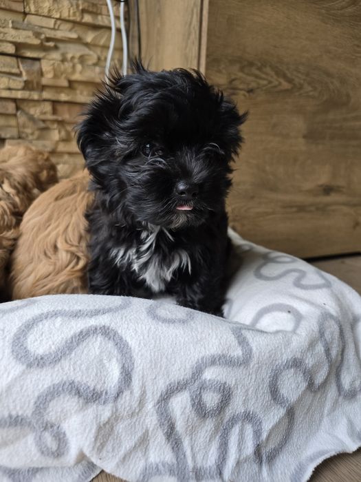 Maltipoo suczka czarna z znaczeniami