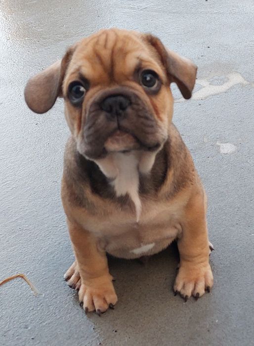 Bulldog francês menino red fawn