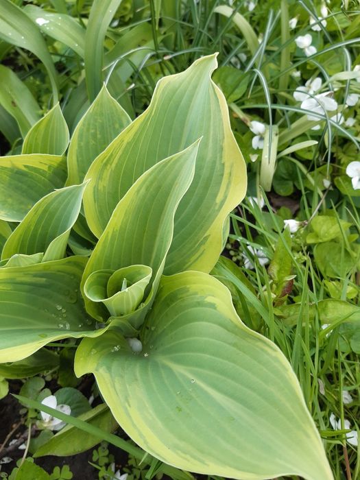 Гортензія  аконіт анемон  багаторічники