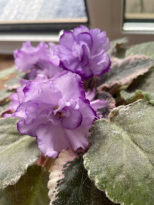 Fiołek afrykański listki do samodzielnego ukorzenienia odmiana Buckeye Blushing