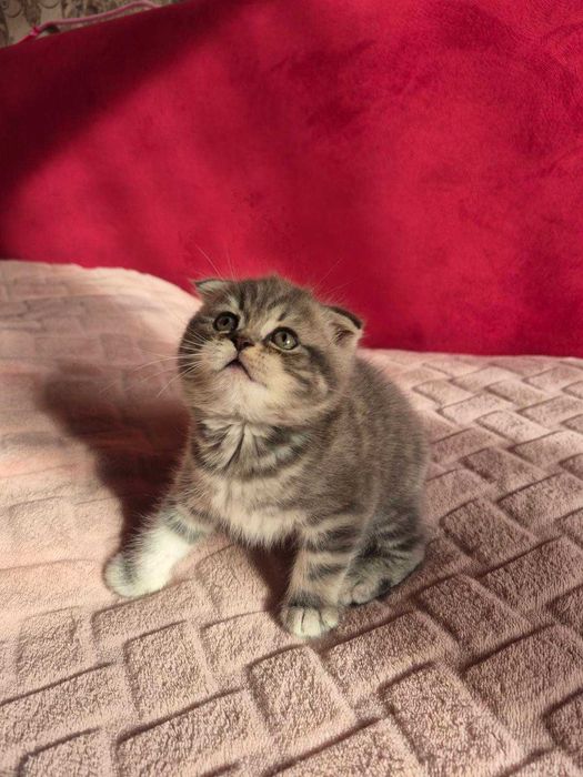 Продам шотландських кошенят, скоттиш страйт.