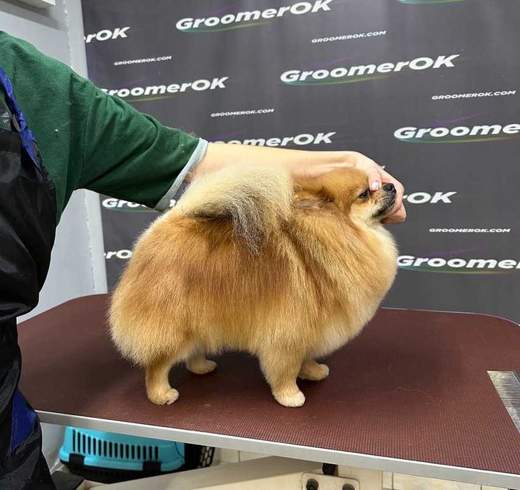 Шпиц 8 месяцев, мальчик.