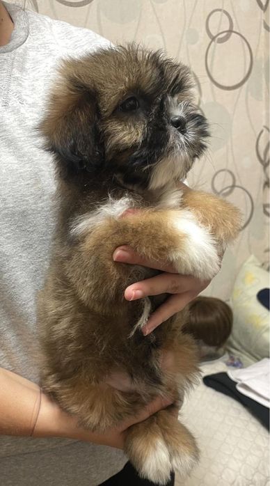 Гарний хлопчик ши тцу + пудель