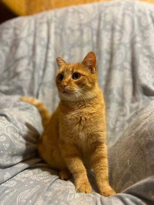 Mloda kicia do pokochania