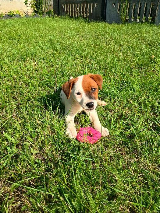 Jack Russell terrier