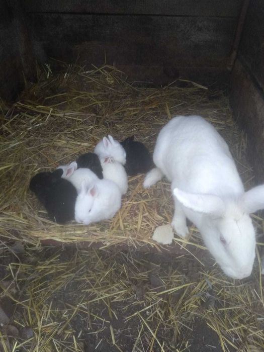 Продам кролів Полтавське срібло", білі "Каліфорнія",сірі Сірий велікан