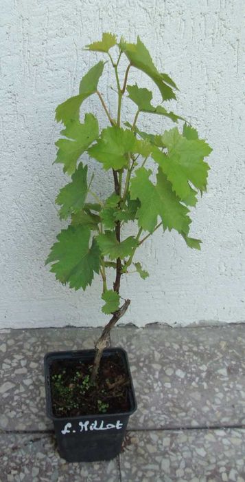 WINOROŚL LEON MILLOT Vitis - sadzonki w doniczkach