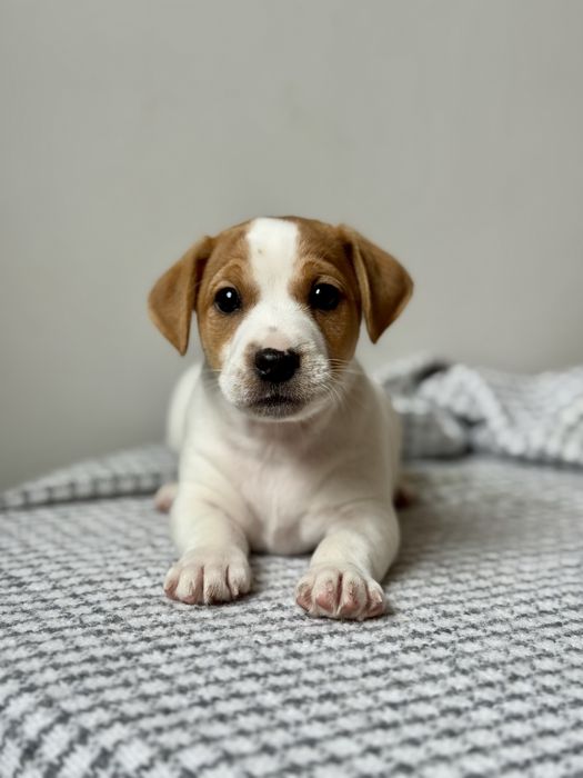 Хлопчик Джек Рассел КСУ |d552