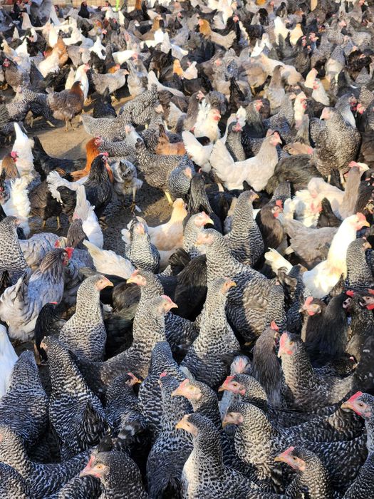 Kury nioski młode Rosa z wolnego wybiegu. Dominant. Dowóz Gratis