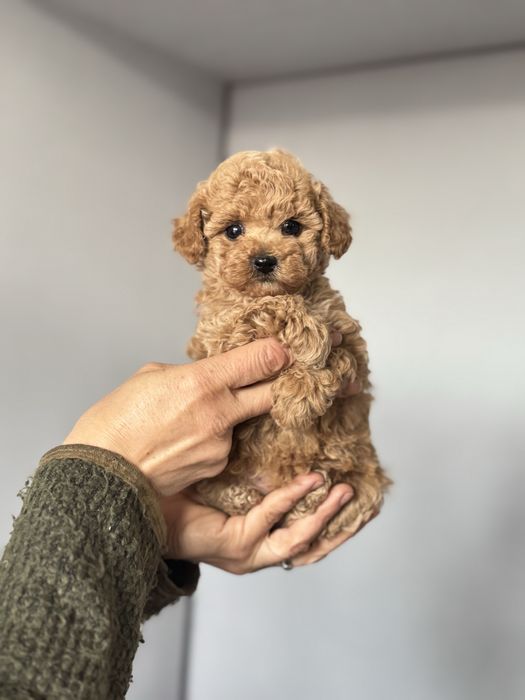 Мини девочка мальтипу киев