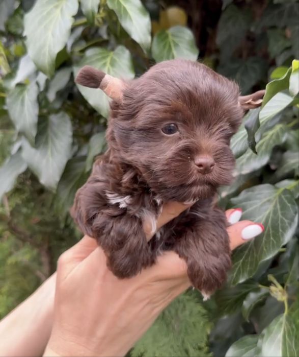 Йоркширский терьер Йорк