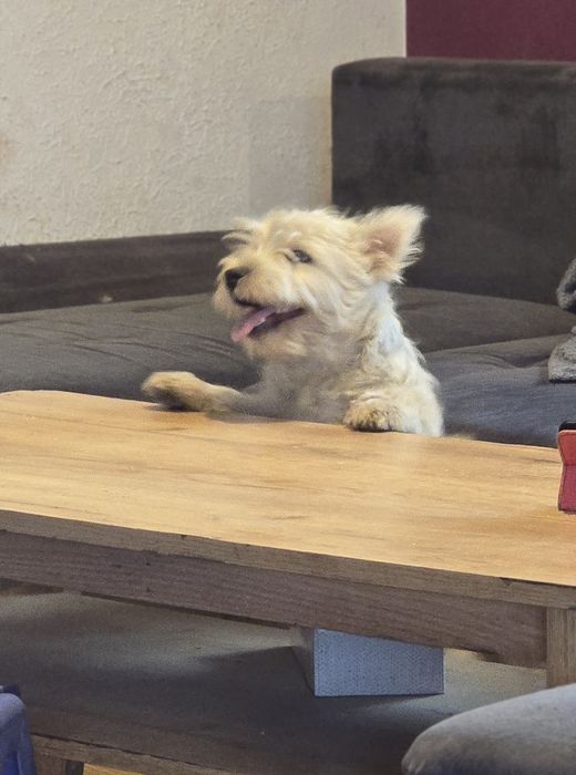 West highland white terrier westi zkwp FCI