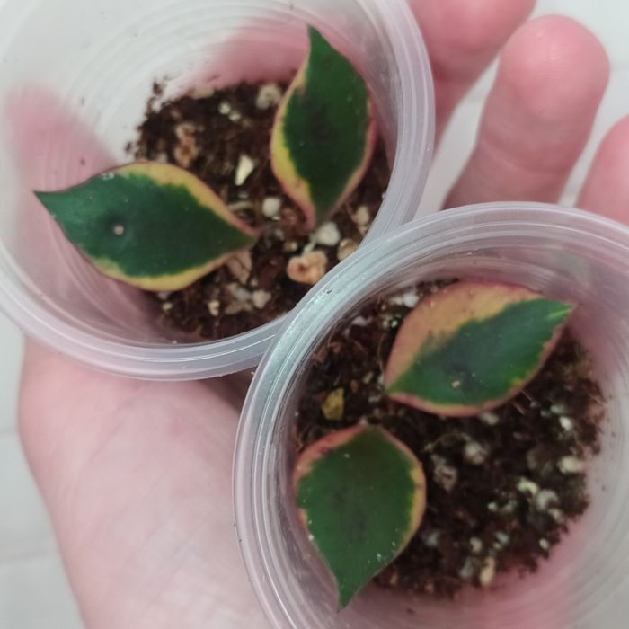 Hoya bakoensis albo, lacunosa minsra, lakunosa souma, lakunosa amarillo