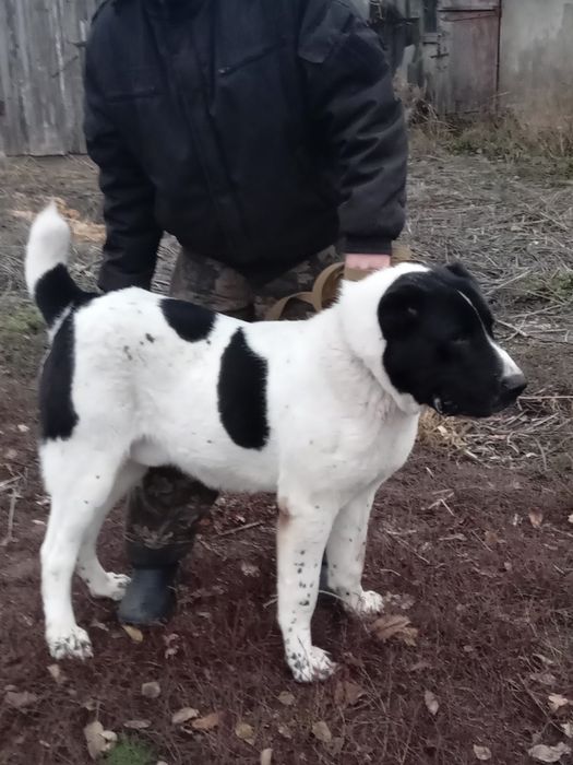 Кобель алабай вязка