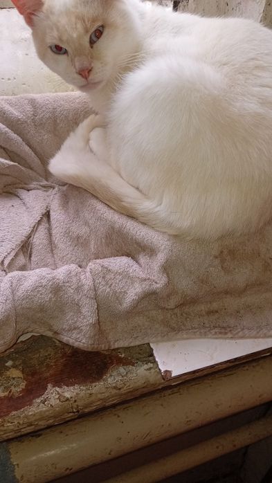 Отдам в хорошие руки