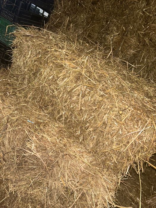 Fardos de Palha (azevém alemão ) produzido em portugal