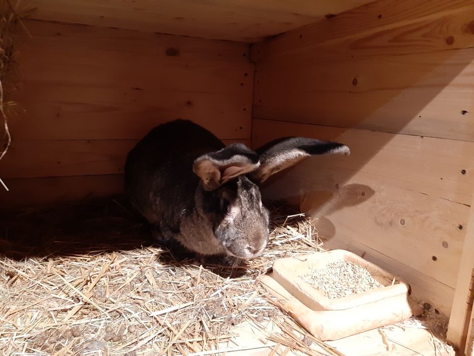 Króliki belgijskie olbrzymy - hodowla.