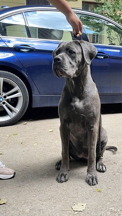 Щенок Кане Корсо