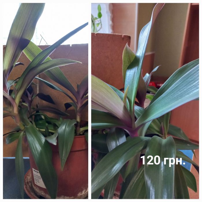 Комнатные растения. Диффенбахия,Бегония, традесканция Рео, спатиффилум