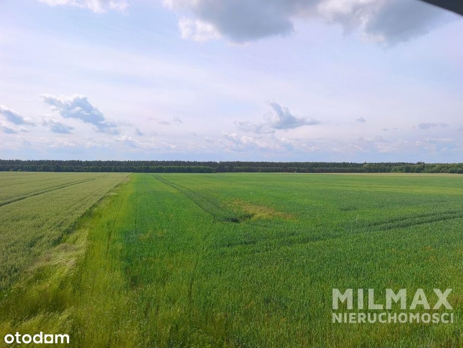 Duża działka rolna 16,45 ha – gmina Mieszkowice
