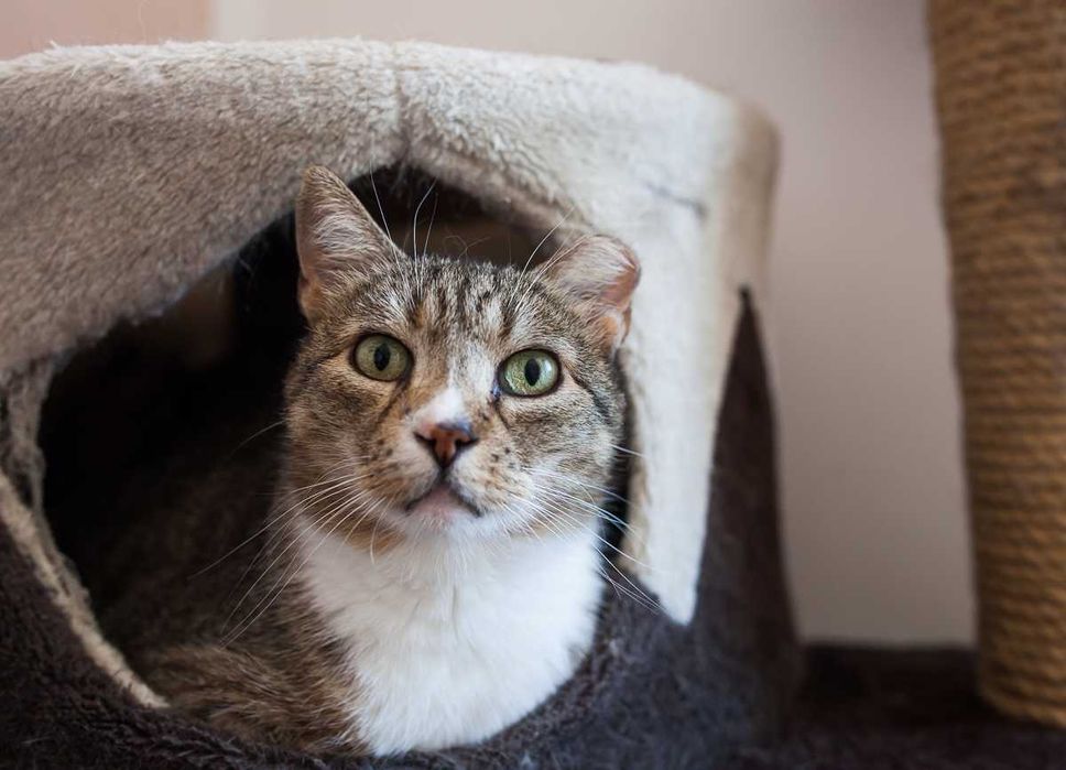 Starsza, chora, nieufna kotka = kot bez szans na dom