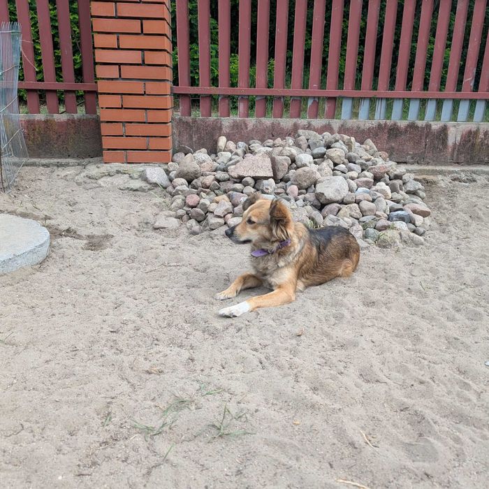 Kira - szuka kochającego domu
