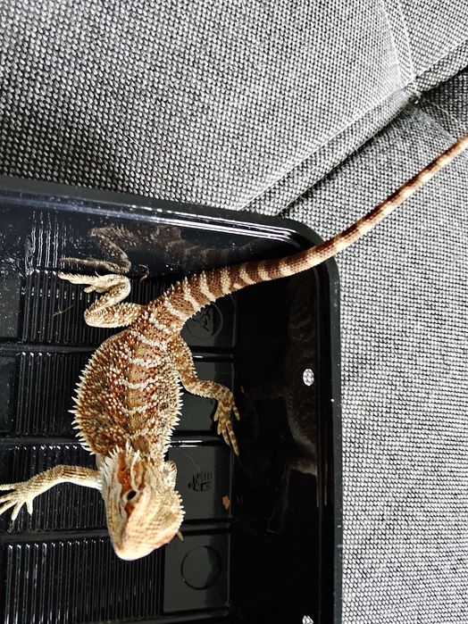 Agama brodata, pogona, gady