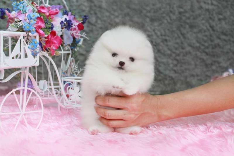 Померанский шпиц