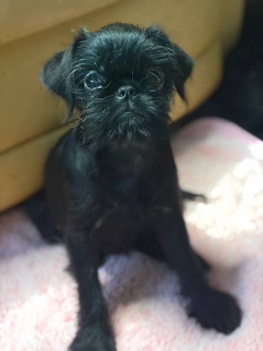 Грифон бельгійський дівчинка