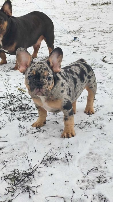 Невероятная красотка голубой мерль