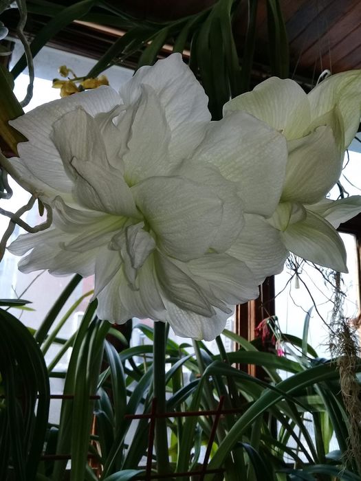 Гіпеаструм Mexico x Marilyn