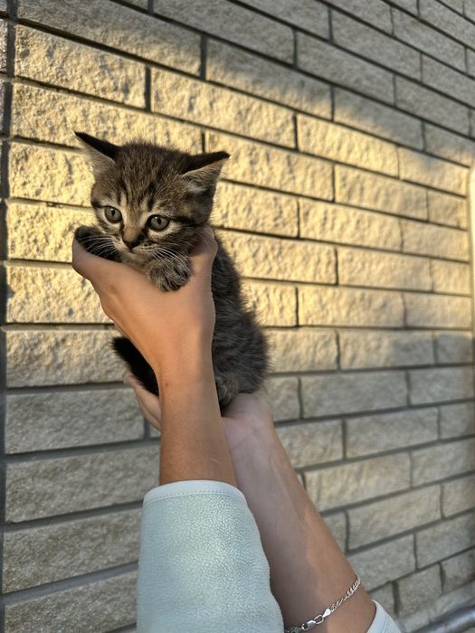 Відам кошеня хлопчик