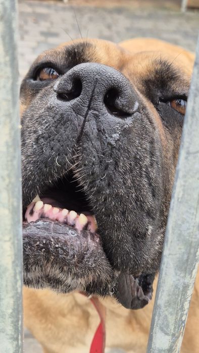 Dżej Si sama słodycz