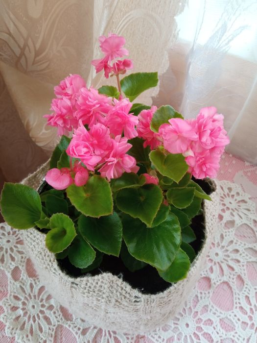 Бегонія піоновидна