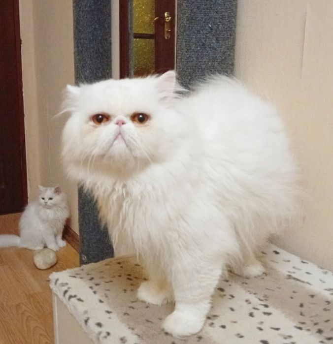Персидський кіт.