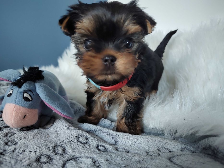 Yorkshire Terrier piękny piesek ZKwP FCI