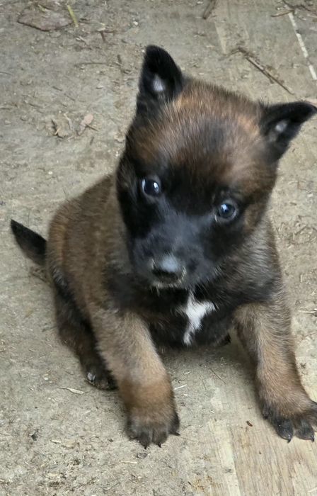 Owczarek belgijski malinois suczka