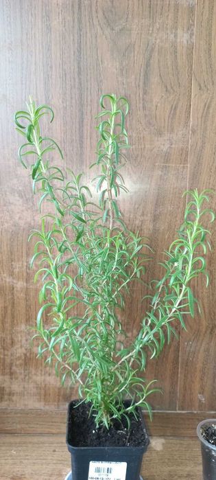 Розмарин , фикус бенджаміна