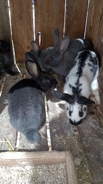 Різноманітність кролів