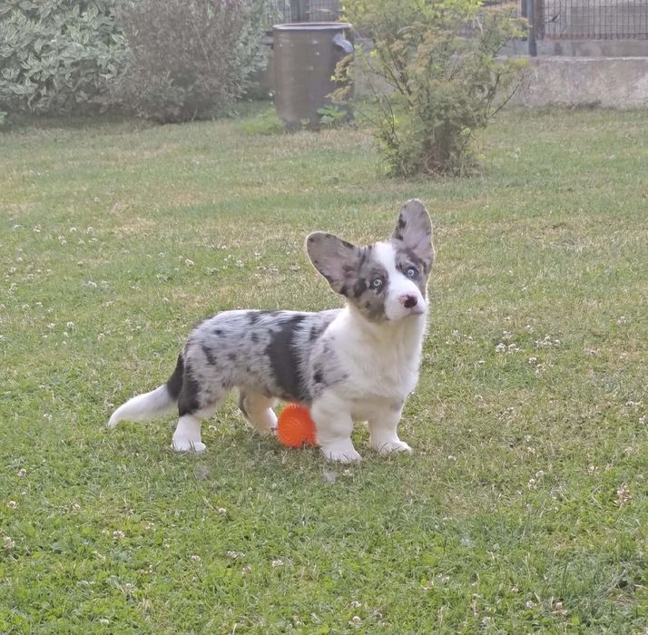 Maluszek Welsh Corgi Cardigan MAX zarezerwowany