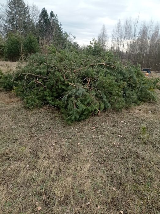 Gałęzie  sosny oddam
