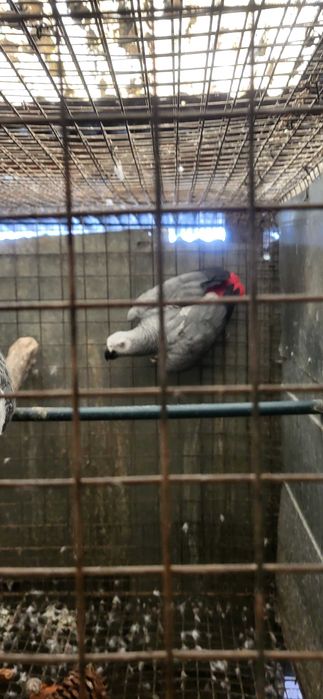 Papagaios cinzentos  casal