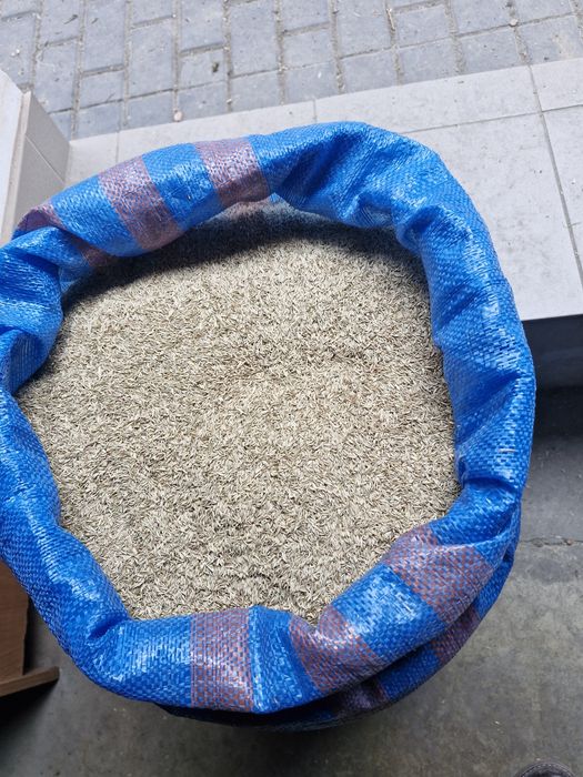 Trawa kupkówka zbiór 2025