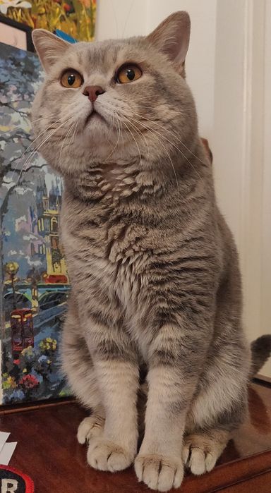 В'язка. Кіт прямовухий шотландський, скотіш страйт.