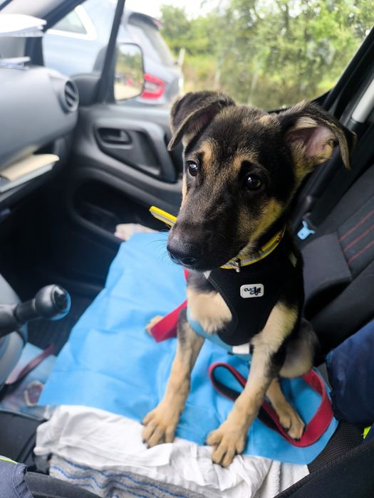 Vitinha cachorro bebe porte medio grande