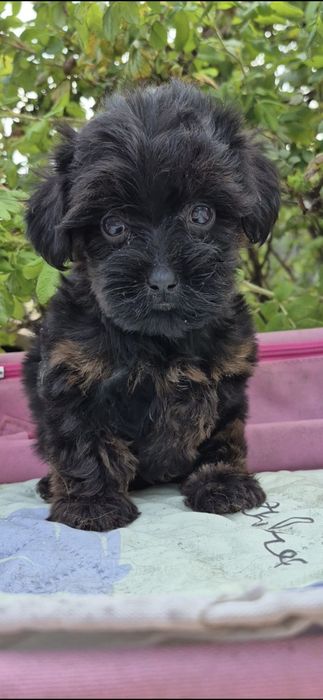 Йоркопу. Дівчинка. Міні.