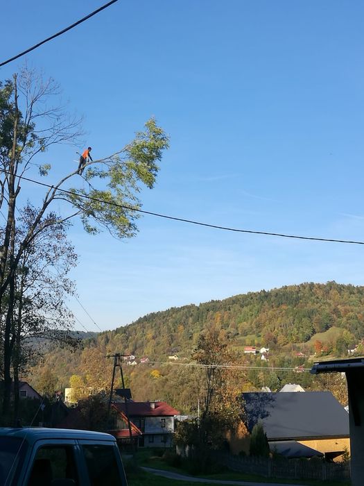 AlpinTom Wycinka i Pielęgnacja Drzew