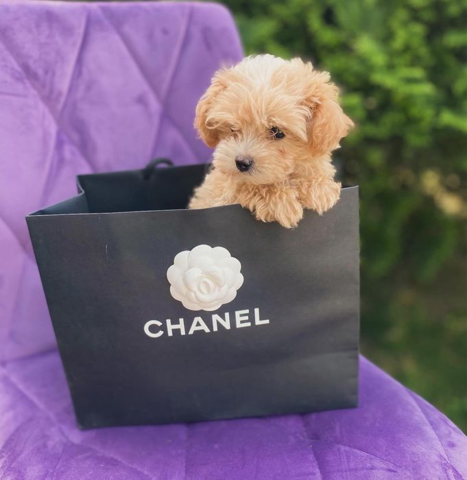 Міні щенятка мальтипу