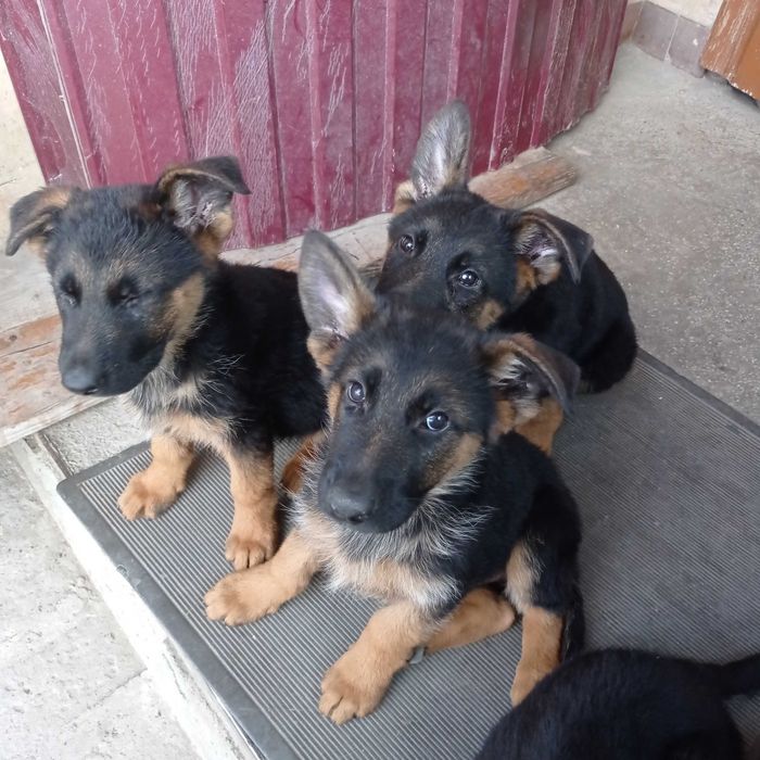 Цуценята німецької вівчарки